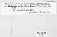 Phyllactinia guttata image